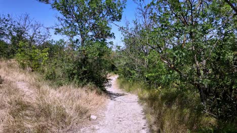 A-dirt-path-winds-through-a-green-forest-with-tall-trees-and-lush-foliage