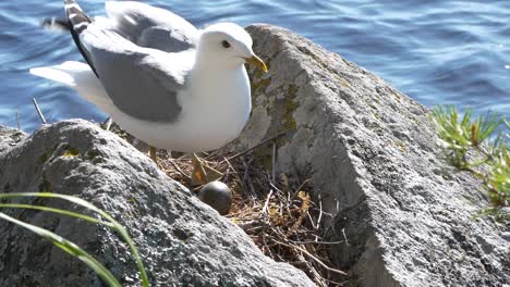 beautiful seagull bird lands on rocks and incubates eggs in nest, slow motion