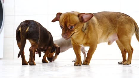 cachorros lindos comiendo golosinas del suelo.