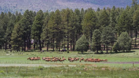 elk in the distance near a road with ponderosa pines behind them