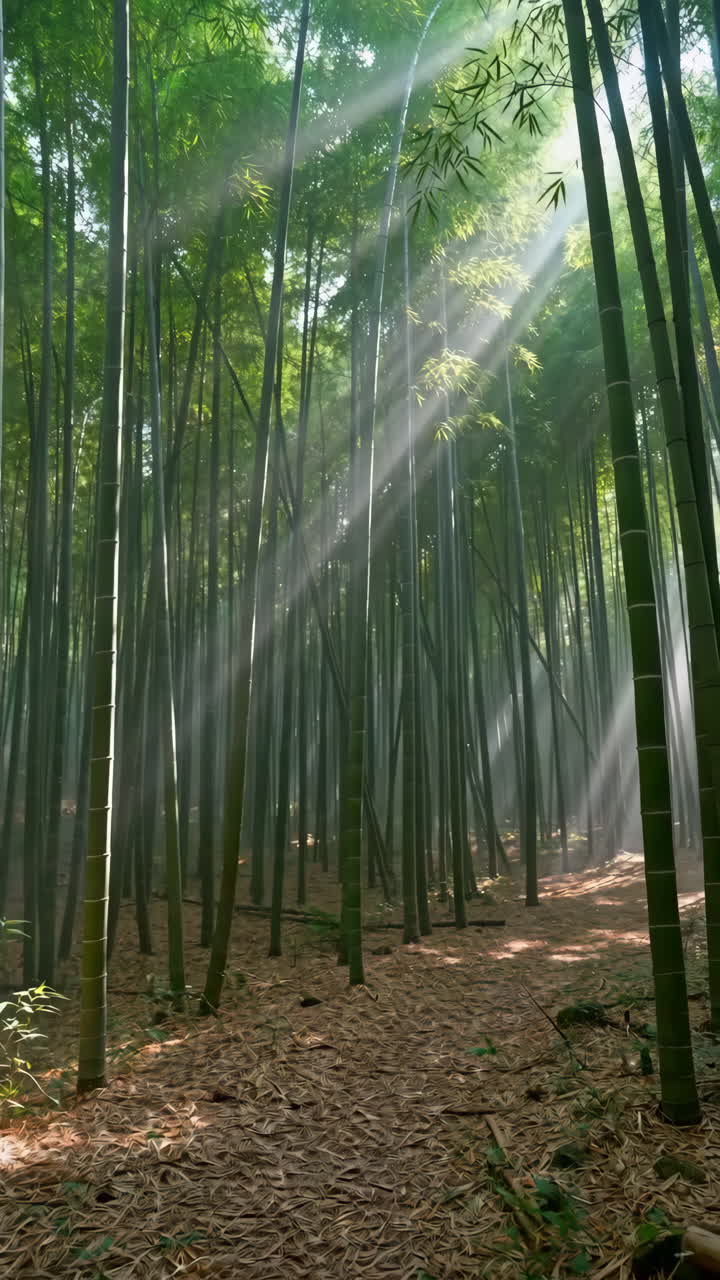 Sentiero in una foresta di bambù illuminata dal sole, con raggi di luce che filtrano attraverso la chioma e nebbia mattutina che aleggia tra alti fusti verticali.