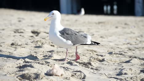 Kalifornische-Möwe,-Die-In-Zeitlupe-Am-Sandstrand-Entlang-Geht---Isoliert-Nah-Oben