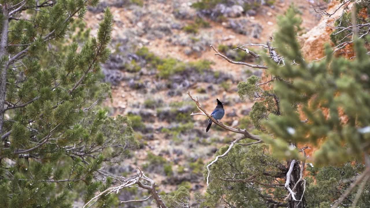 A blue steller's jay in Bryce canyon national park jumps from branch to branch
