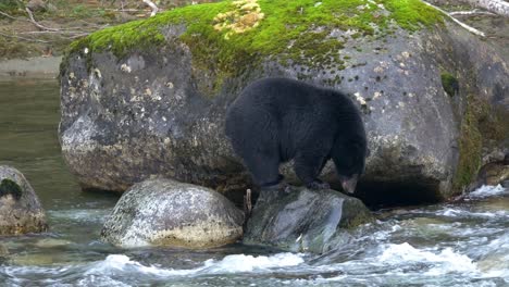 big male black bear after eating many salmon - still hungry!