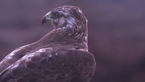 a galapagos hawk looks for prey on the galapagos islands ecuador 1