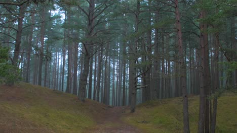 bosque de pinos silvestres con musgo verde y brezo bajo los árboles, día nublado con niebla ligera, ruta de senderismo vacía, bosque nórdico, costa del mar báltico, concepto místico, amplio tiro de mano inclinado hacia abajo