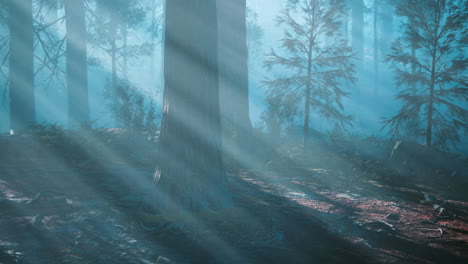 sunbeams streaming through a foggy forest