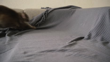 adorable grey cat jumping onto sofa and playing with ball at home