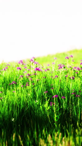 un campo de hierba verde con flores silvestres púrpuras