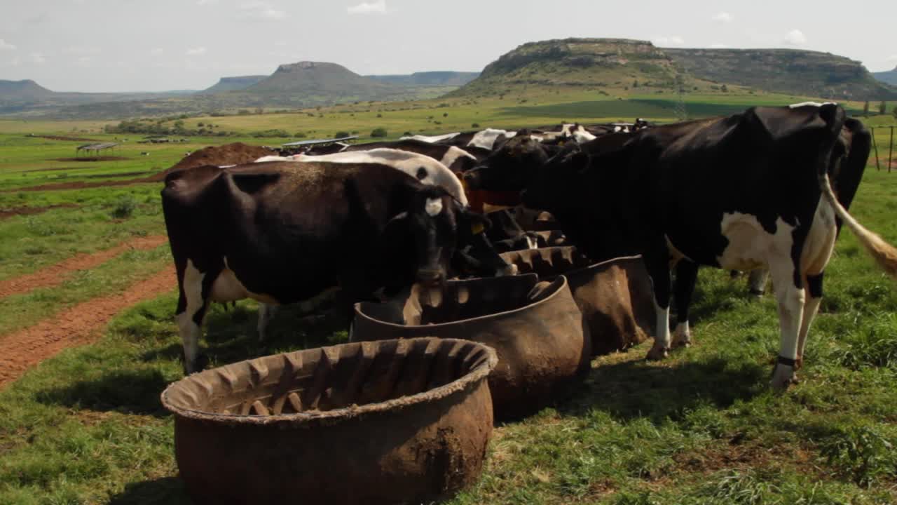 Vacas pastando no cocho