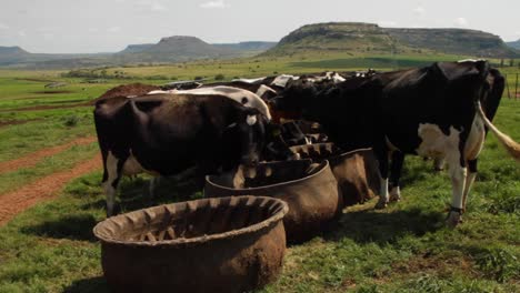 cows grazing at the trough