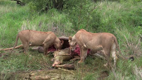 wide shot of two lionesses feeding on a giraffe's carcass, kruger national park