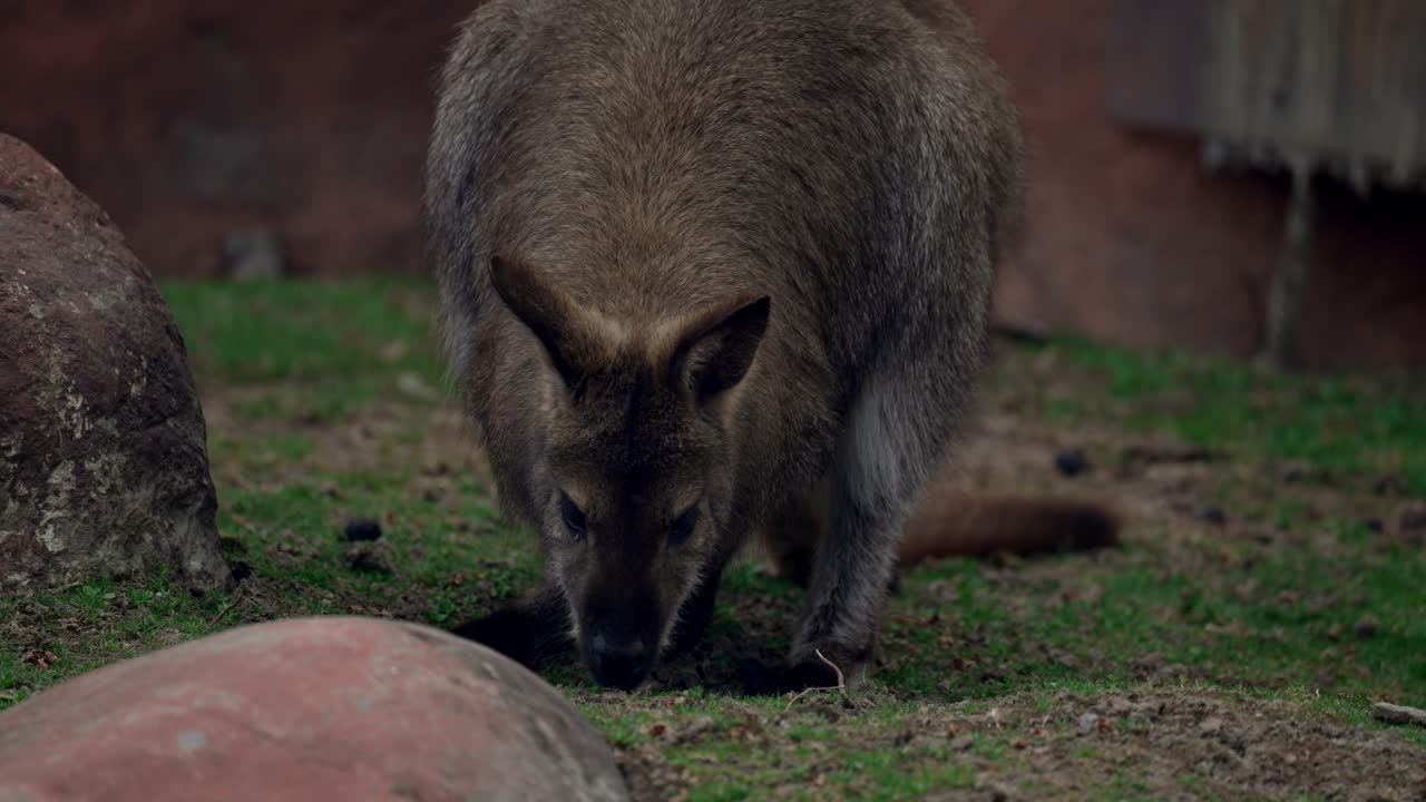 Un wallaby macropode di piccole o medie dimensioni, nativo dell'Australia e della Nuova Guinea - primo piano