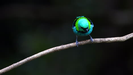 el tanager de cabeza codiciosa de la selva tropical en cámara lenta 120p