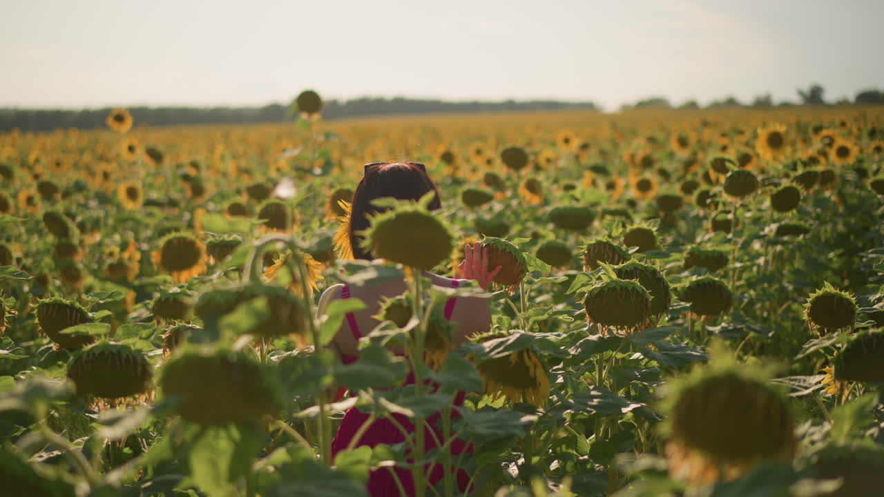 Mujer caminando por un campo de girasoles al atardecer, silueta de vestido rosa contra un cielo dorado, paneo lento a través de un sinfín de flores, luz de fondo suave creando un brillo cálido, ambiente reflexivo y tranquilo