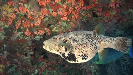 Kartenkugelfisch,-Der-Auf-Tropischem-Korallenriff-Schwimmt