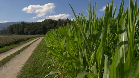 slow dolly forward shot of organic growing maize field and countryside path during sun