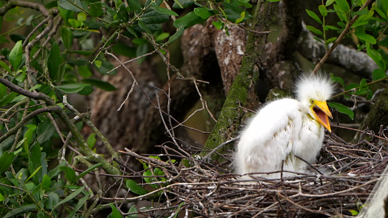 Great egret chick in a nest