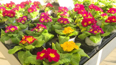 colorful primroses displayed at a garden center