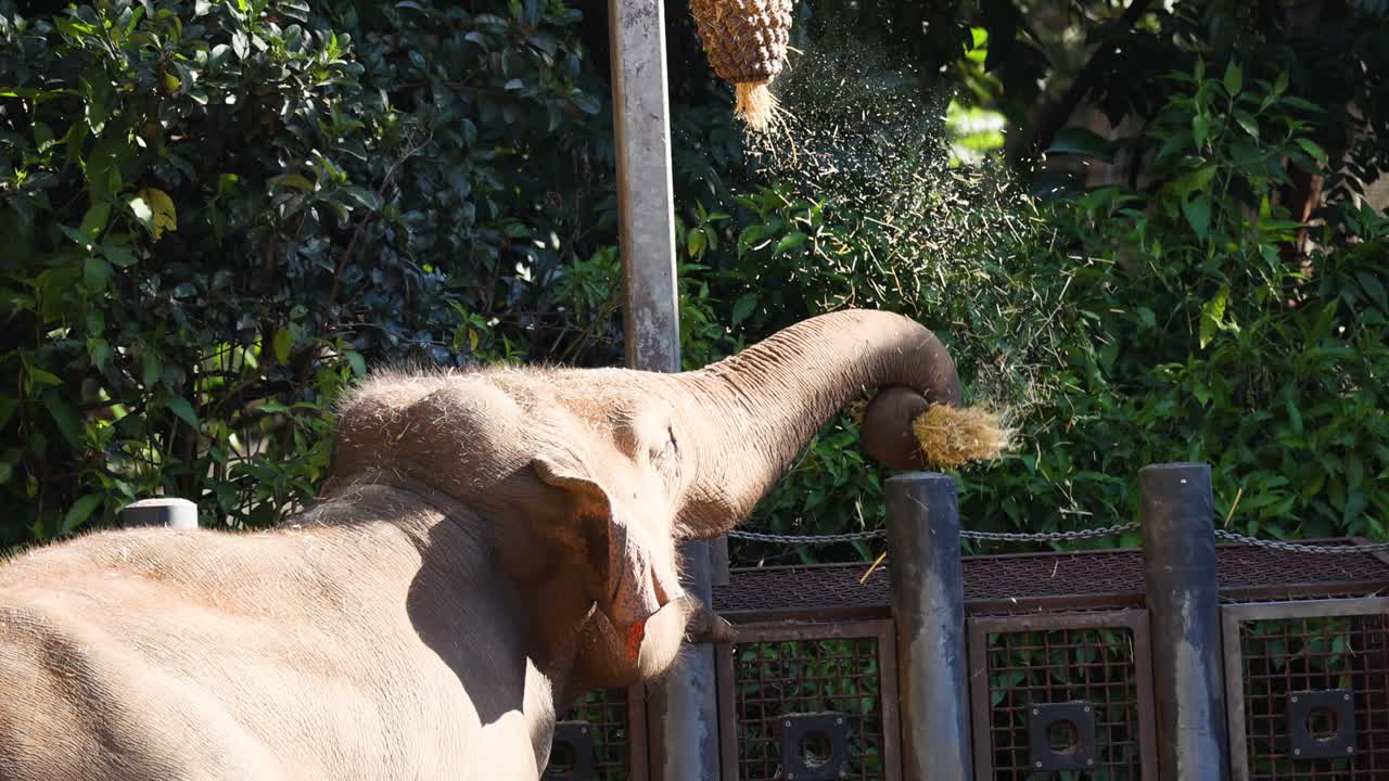코끼리 는 먹이 를 먹기 위해 구리 를 사용 한다