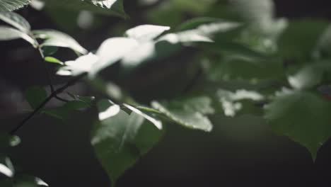 cinematic rack focus of tree leaves and light shining onto leaf