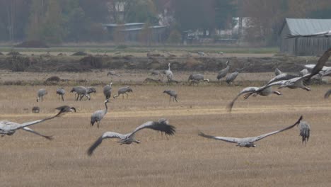 huge flock of gray cranes landing on agriculture field for food, handheld view