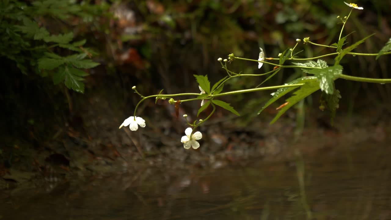 A small flower. Filmed in the rain in a forest with a stream. A tranquil atmosphere. Slow motion and depth of field.