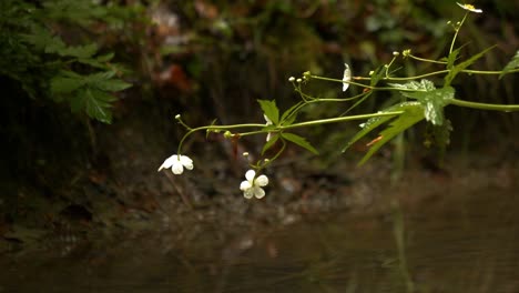 a small flower. filmed in the rain in a forest with a stream. a tranquil atmosphere. slow motion and depth of field.