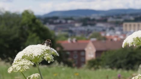 Abejorro-En-Una-Flor-Con-Fondo-De-Ciudad