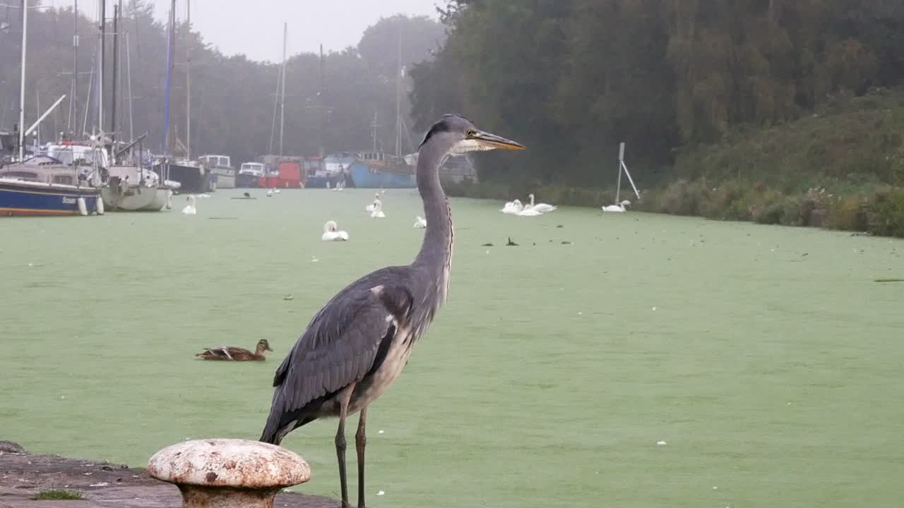 обыкновенная серая цапля охотится на туманном канале зеленой реки крупным планом