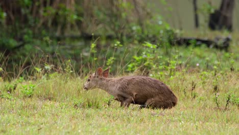 ciervo cerdo indio, hyelaphus porcinus, tailandia