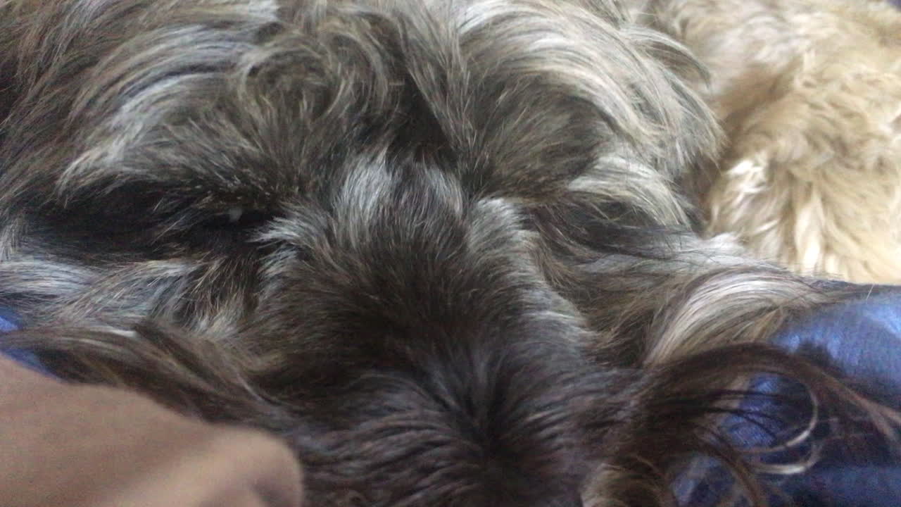 캐나다 온타리오 토론토에 있는 라운지에서 주인의 무릎에 앉아 있는 매우 졸린 코카푸 개