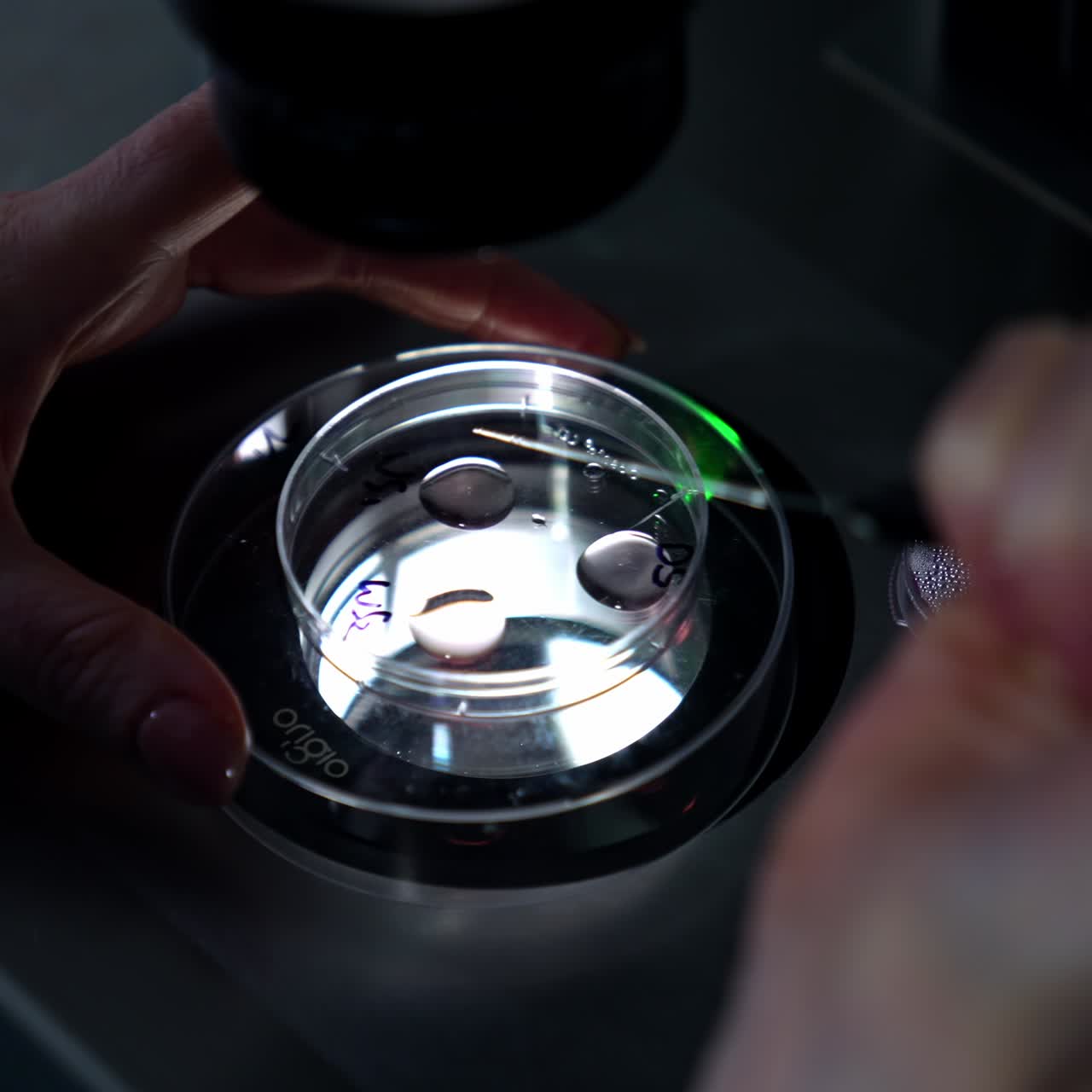 Female hands place the Petri dish under the light of microscope. Medic holds a long pipette in one hand and sets the binocular of equipment with the other hand. Close up