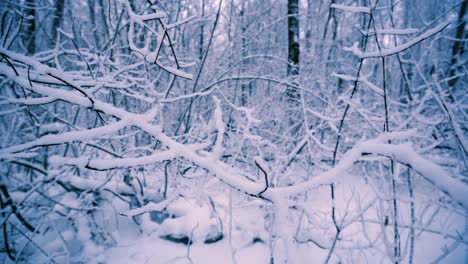 Verschneite-Zweige-Im-Wald.