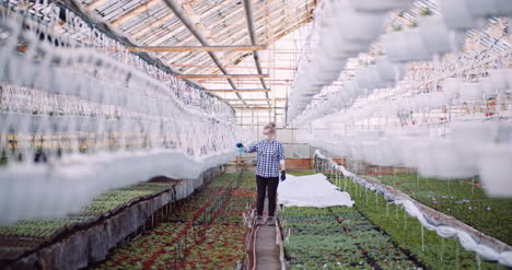 agriculture gardener spreading fertilizer on plants at greenhouse 7