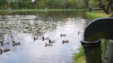 raft of mallard ducks swimming on lotus pond