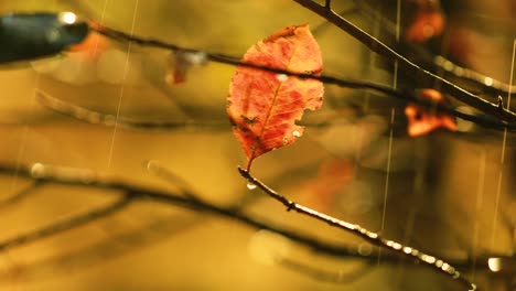 Autumn-rain-close-up