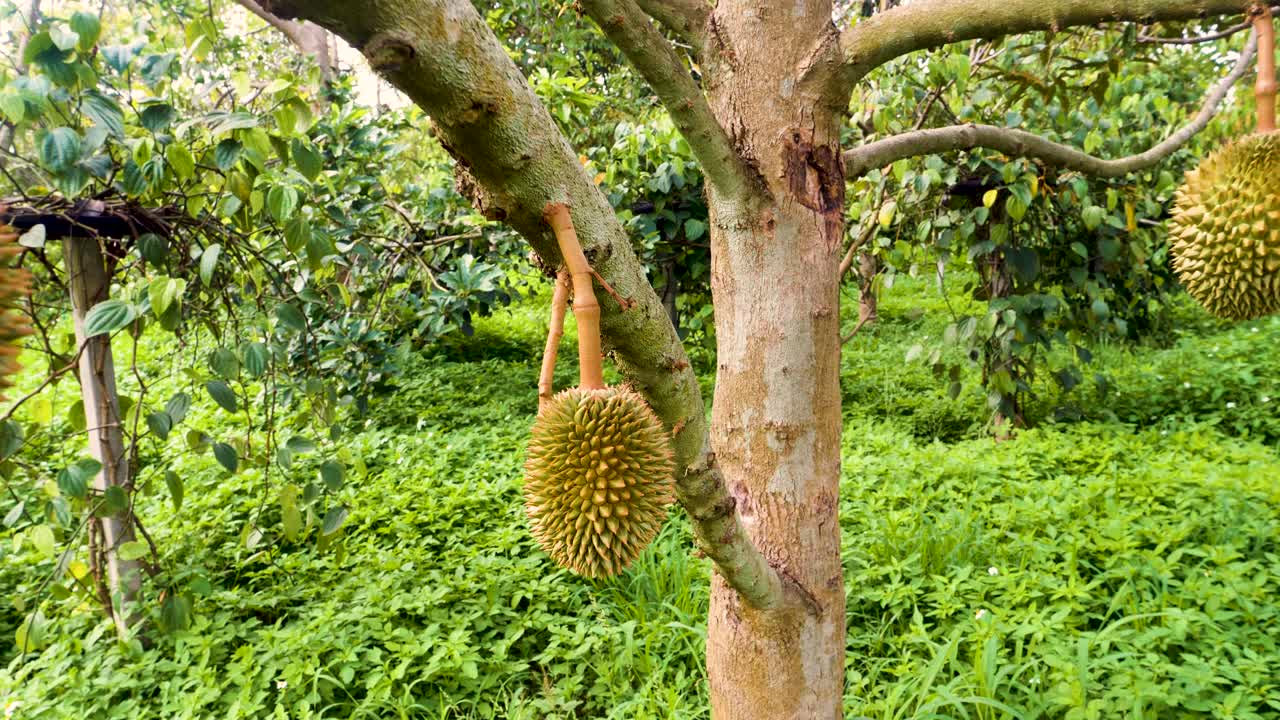Delicious organic durian fruit on tree, stinky fruit from thailand, delicacy, reveal shot