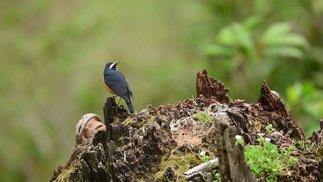 Beautiful Indian Blue Robin displaying natural vocal behavior from an elevated woodland perch surrounded by greenery.