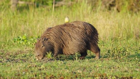 A-Capybara-grazing-on-grass-in-the-Iberá-Wetlands-in-Corrientes,-Argentina