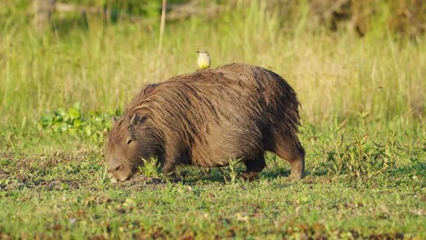 un capibara pastando en la hierba en los humedales de iberá en corrientes, argentina