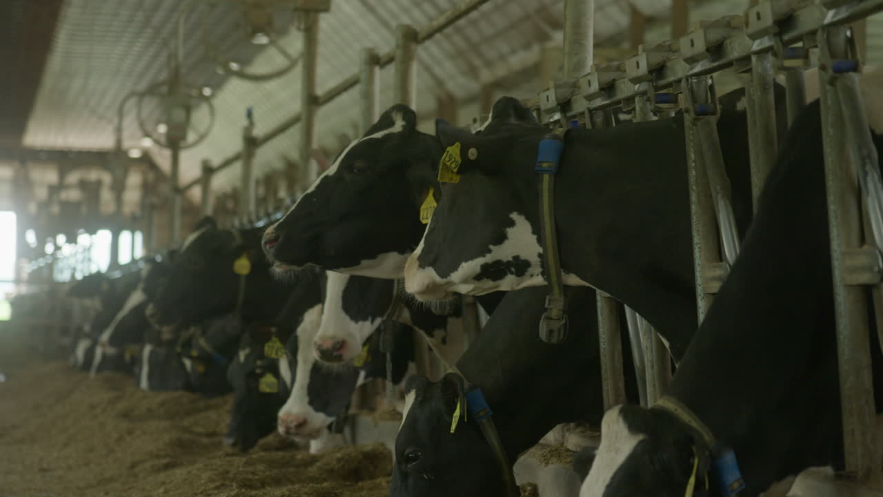 Static shot of cows grazing