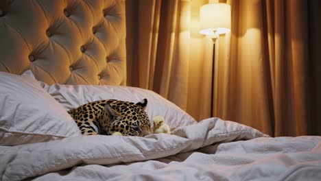 jaguar and chicks in a bedroom