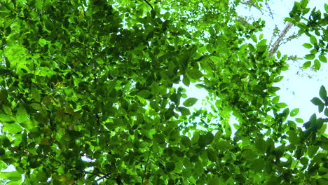 slow circular pan below branches covered with green leafs