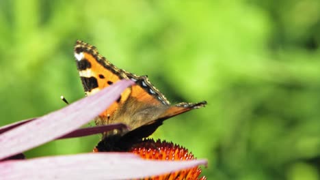 Un-Primer-Plano-Extremo-De-Una-Pequeña-Mariposa-Naranja-De-Concha-Sentada-Sobre-Una-Flor-De-Cono-Púrpura-Y-Polinizándola