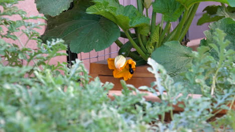 un gran abejorro se cierne alrededor de la flor de naranja en una planta de calabacín en la caja del jardín - cámara lenta