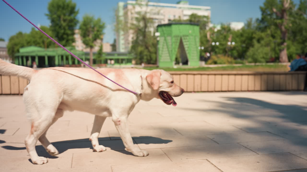 paseo soleado por el parque, labrador atado con correa en un parque urbano, parque soleado con perro juguetón en un entorno urbano, perro alegre paseando en un parque vecinal soleado con elementos urbanos