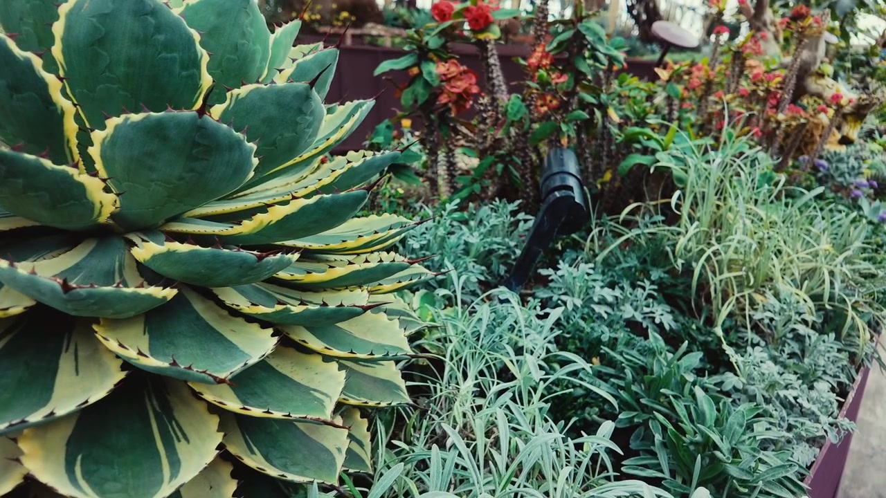Agave Variegada em um Exuberante Jardim Botânico
