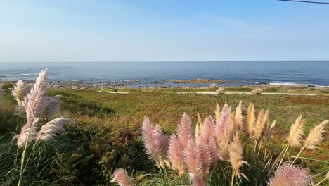 serene coastal landscape with pampas grass