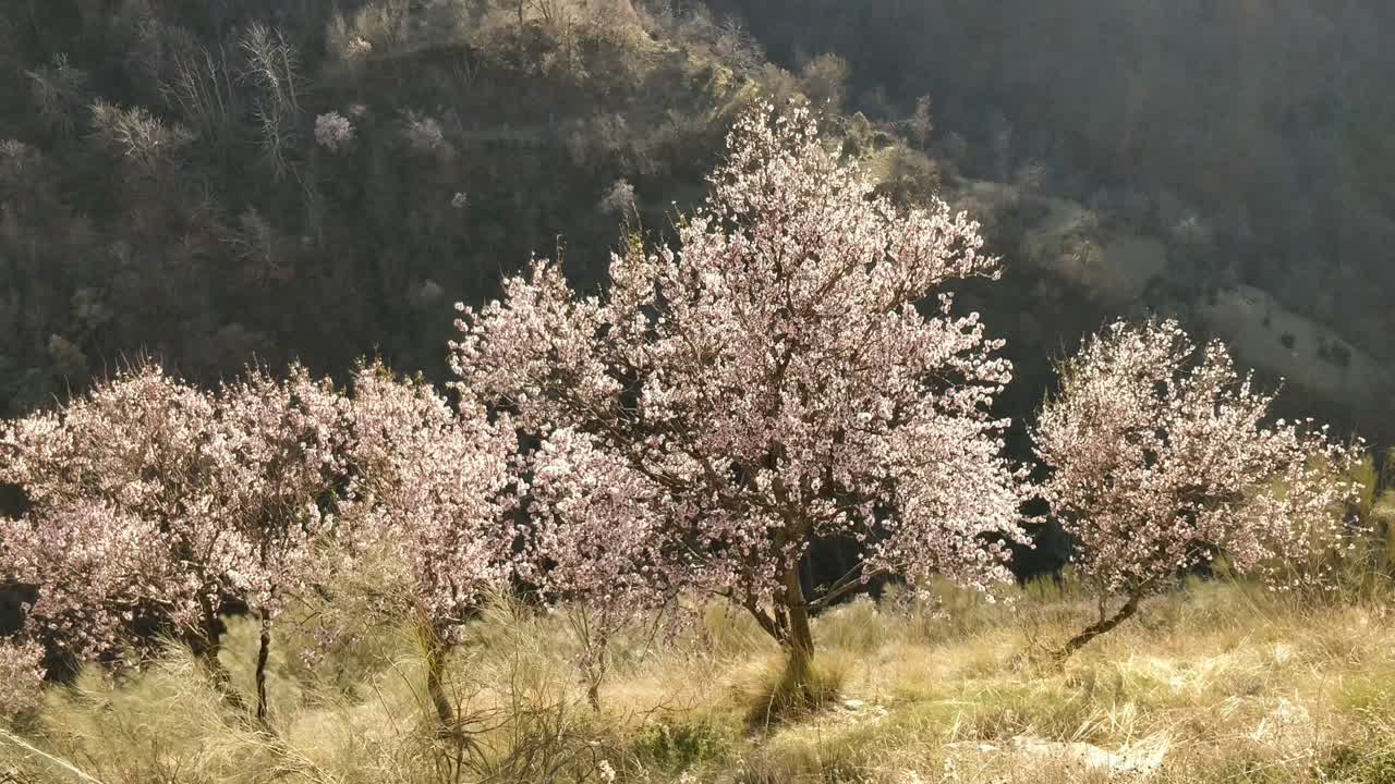 Vista dall'alto su una collina di fiori di ciliegio Sakura